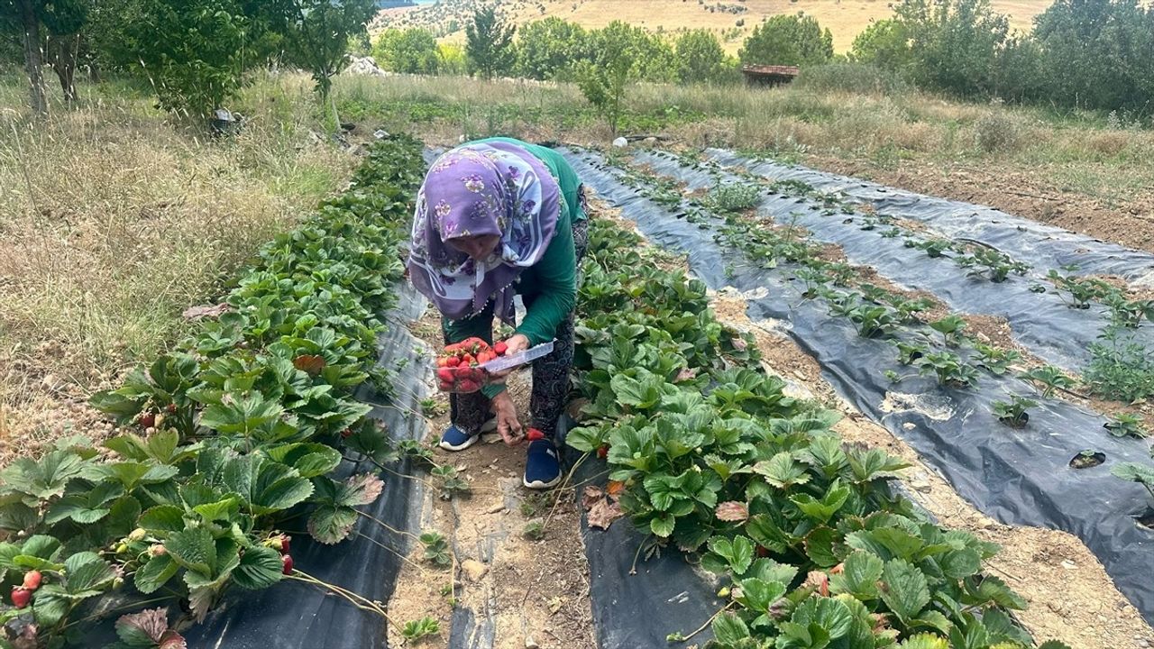 Isparta'nın Yaylalarında Çilek Hasadı Başladı
