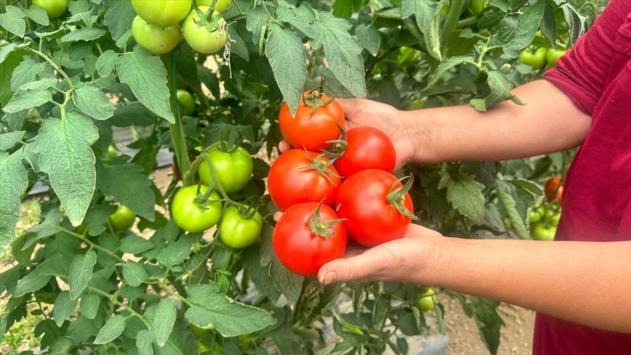 Isparta Yaylalarında Domates Hasadı Sezonu Başladı
