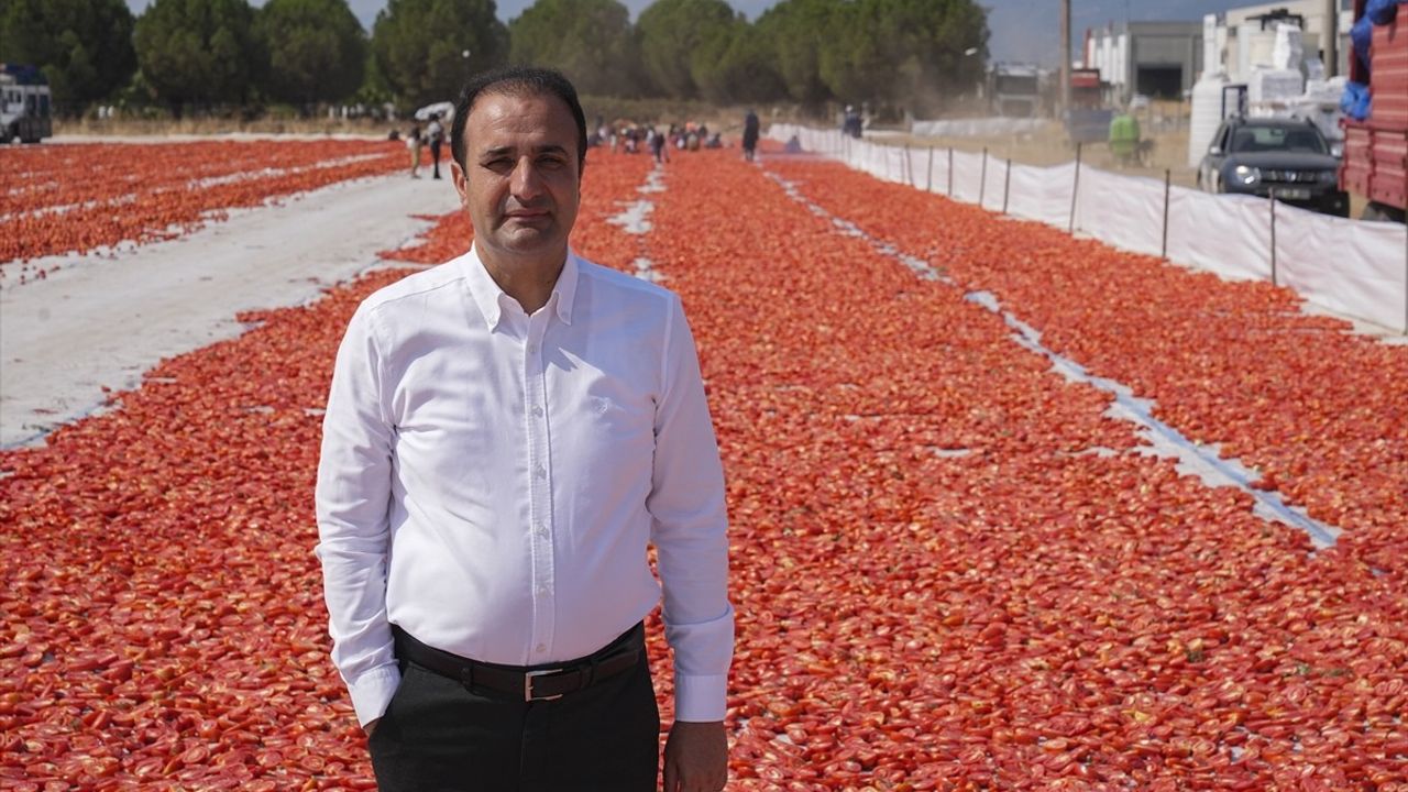 İzmir'de Kuru Domates Hasadı ve İhracat Duyurusu