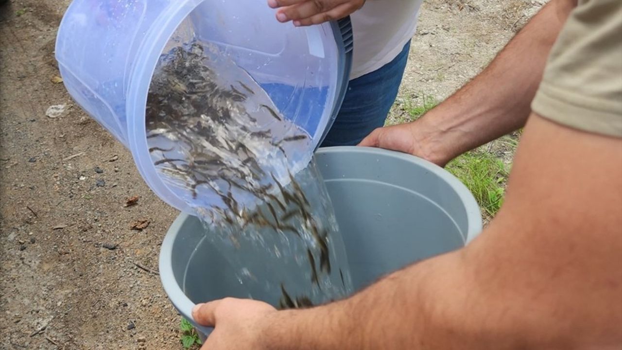 Karadere Vadisi'ne 15 Bin Alabalık Salındı