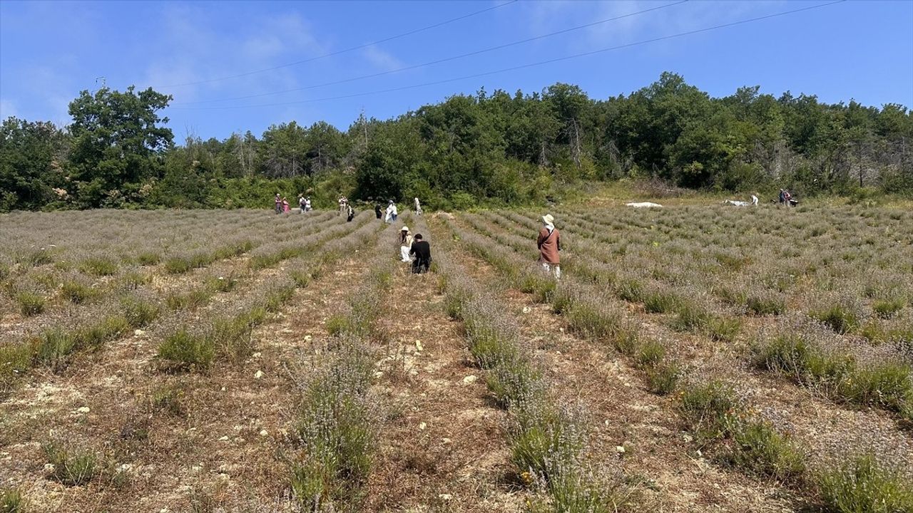 Kastamonu'da Lavanta Hasat Şöleni