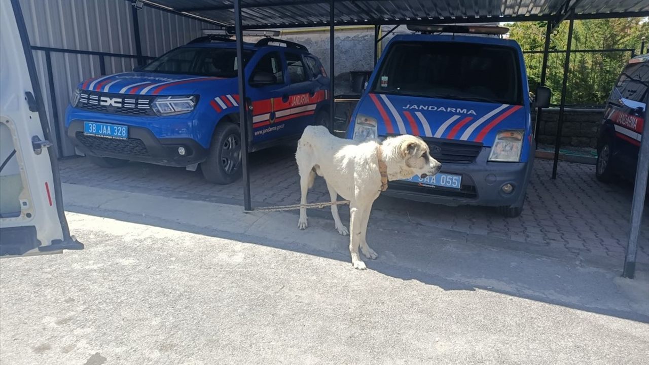 Kayseri'de Köpeğini İple Bağlayarak Araç Çektiren Kişiye Cezası