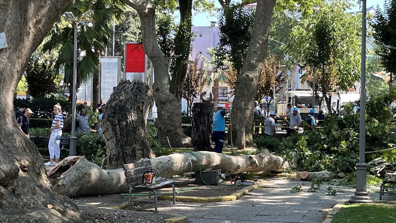 Kocaeli'de Ağaç Dalı Kazası: 1 Ölü, 2 Yaralı