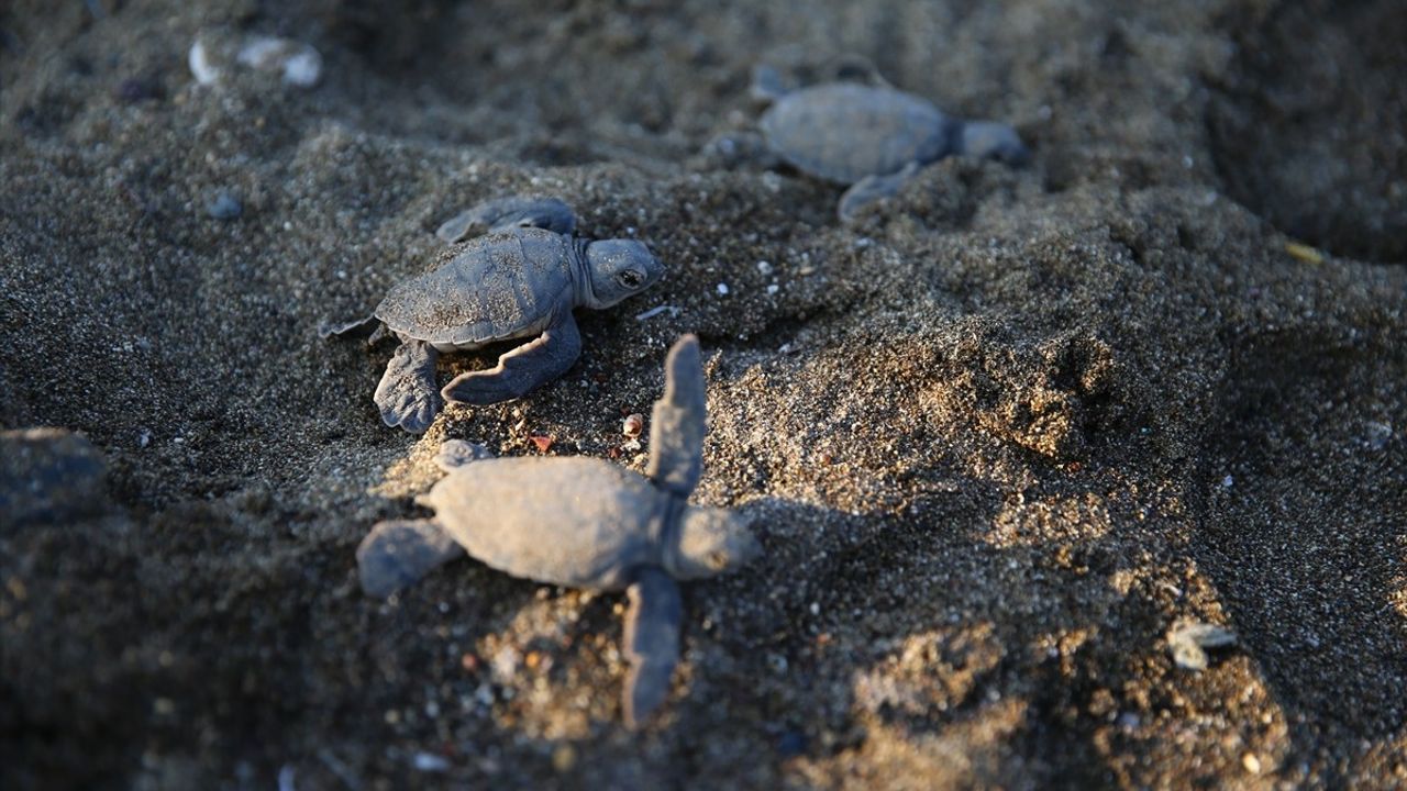 Mersin'de Deniz Kaplumbağası Yavruları Denize Kavuştu