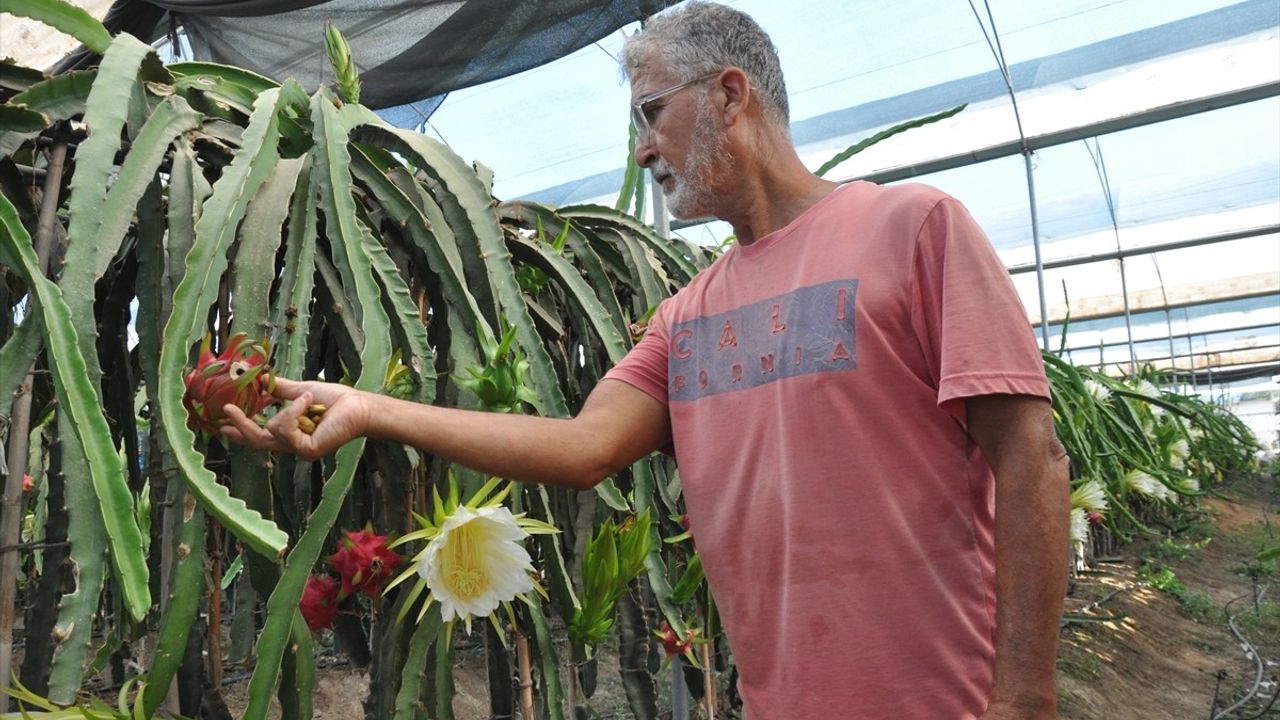 Mersin'de Ejder Meyvesi Hasadı Başladı