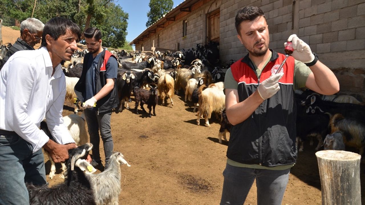 Muş'ta Küçükbaş Hayvan Aşılama ve Kayıt Projesi