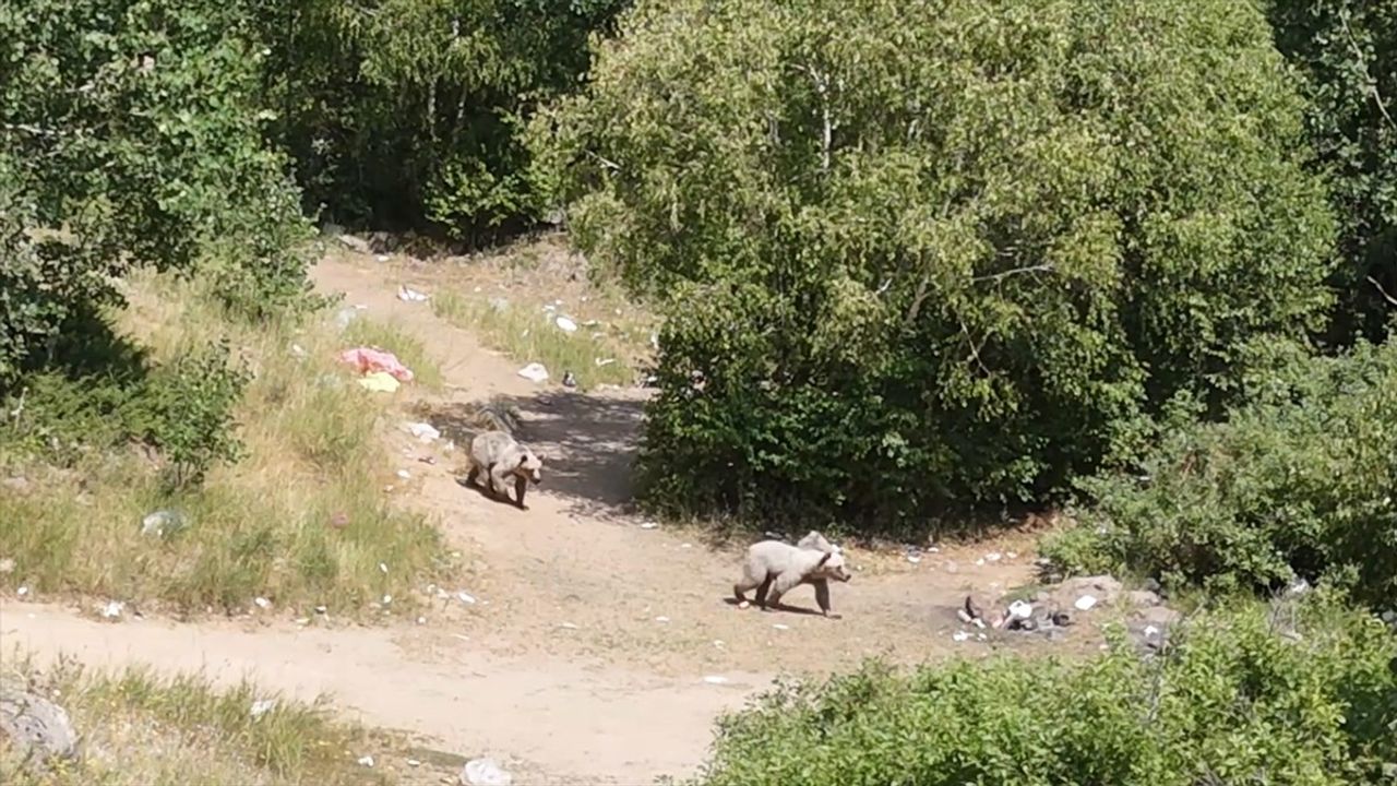 Nemrut Kalderası'nda Bozayılar Dron ile Görüntülendi