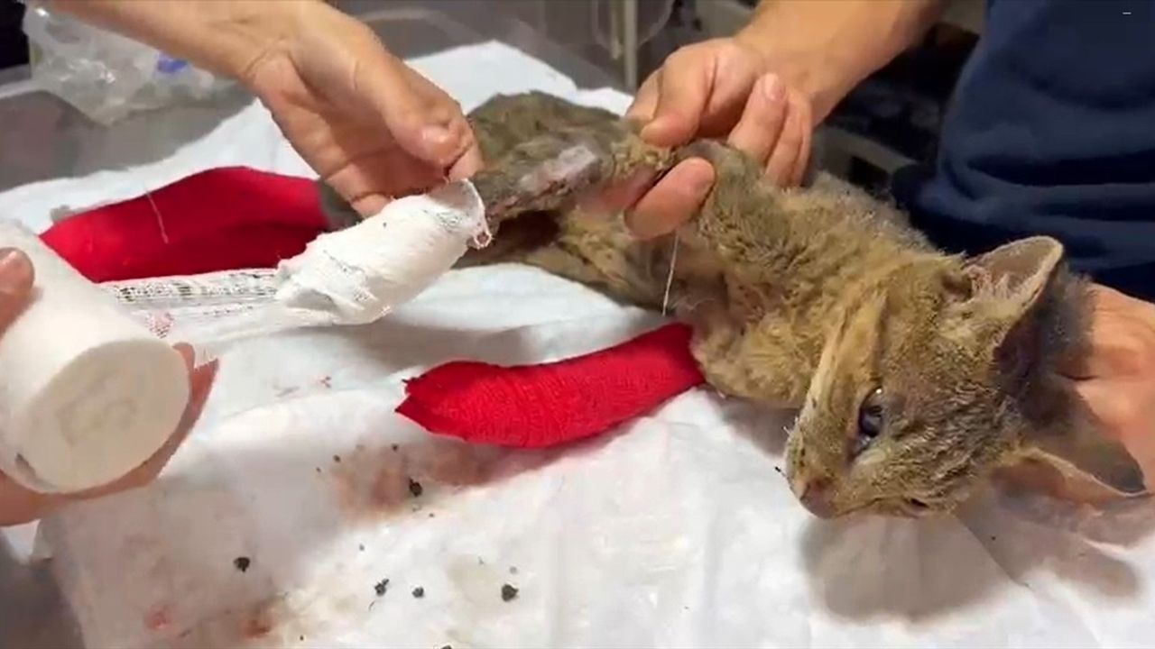 Sakarya'dan Bilecik'e Sıçrayan Yangında Yaralanan Kedi Tedavi Altında