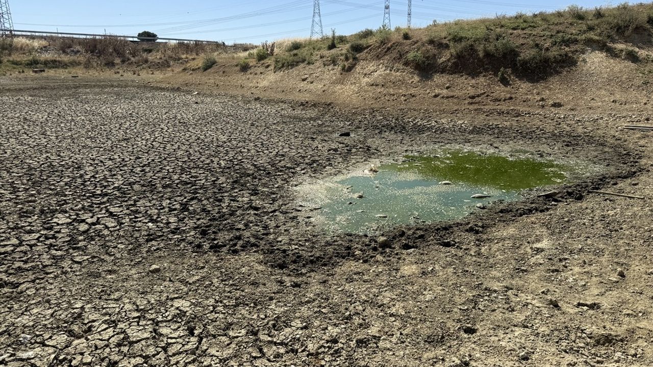 Tekirdağ Çakıl Göleti'nde Balıklar Telef Oluyor