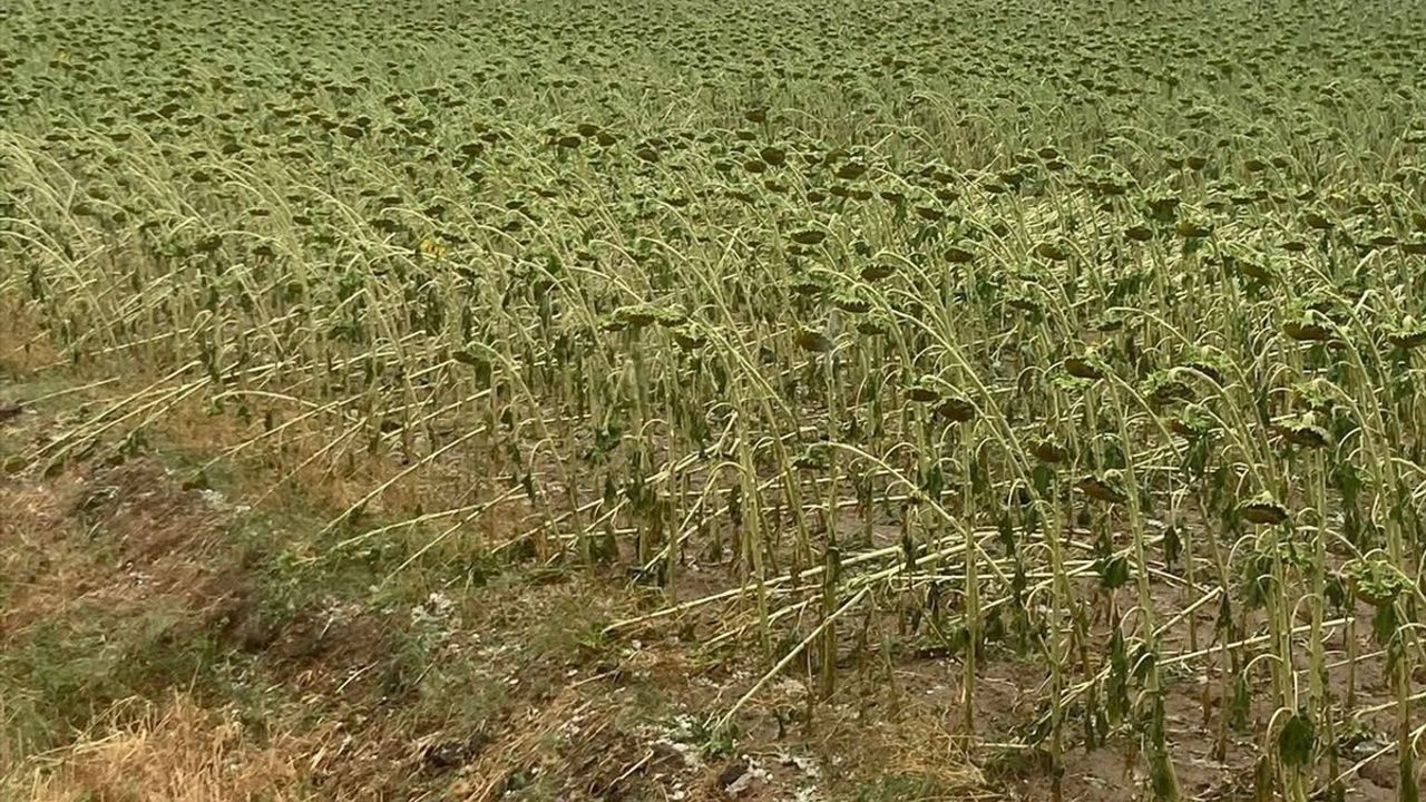 Tekirdağ'da Dolu Tarım Alanlarına Zarar Verdi