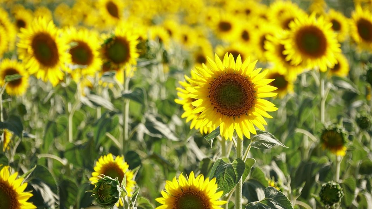 Tekirdağ'daki Renkli Tarlalar Turizme Can Veriyor