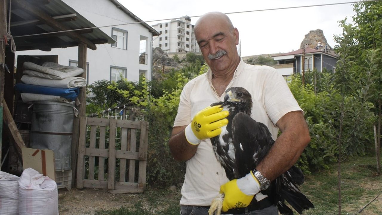 Tunceli'de Koruma Altına Alınan Kaya Kartalı