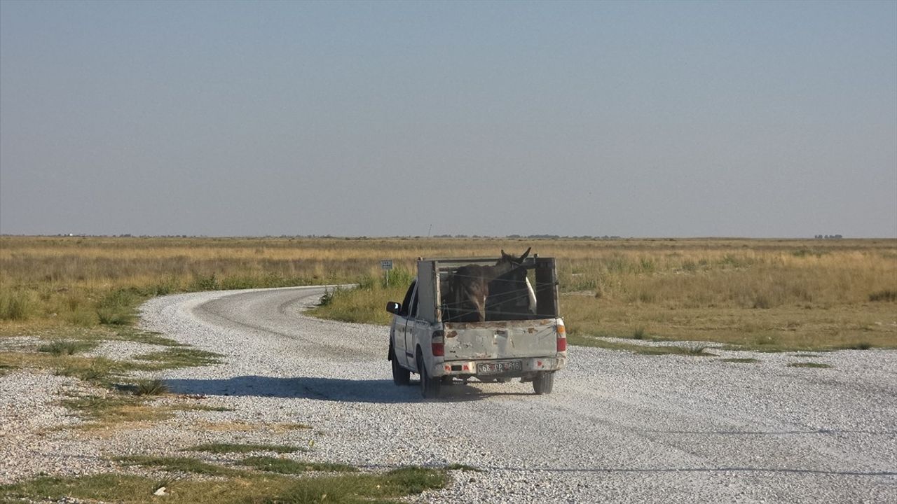 Tuz Gölü'nde Yaralı Eşek İçin Harekete Geçildi