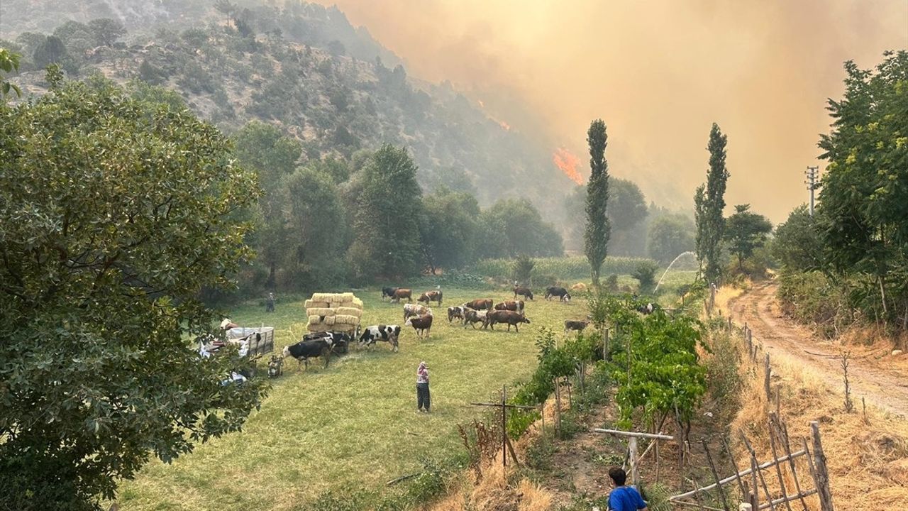 Uşak'ta Orman Yangınına Müdahale Devam Ediyor