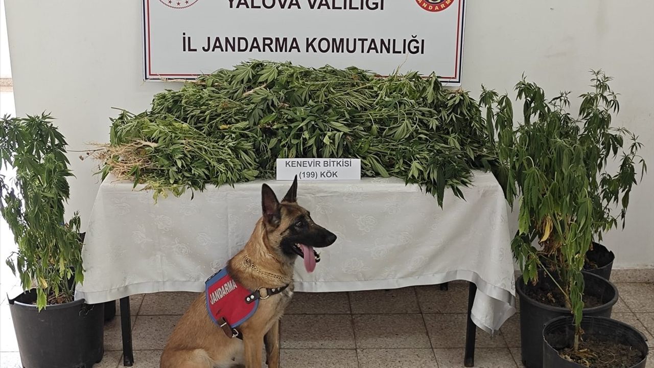 Yalova'da Ormanlık Alanda Hint Keneviri Operasyonu
