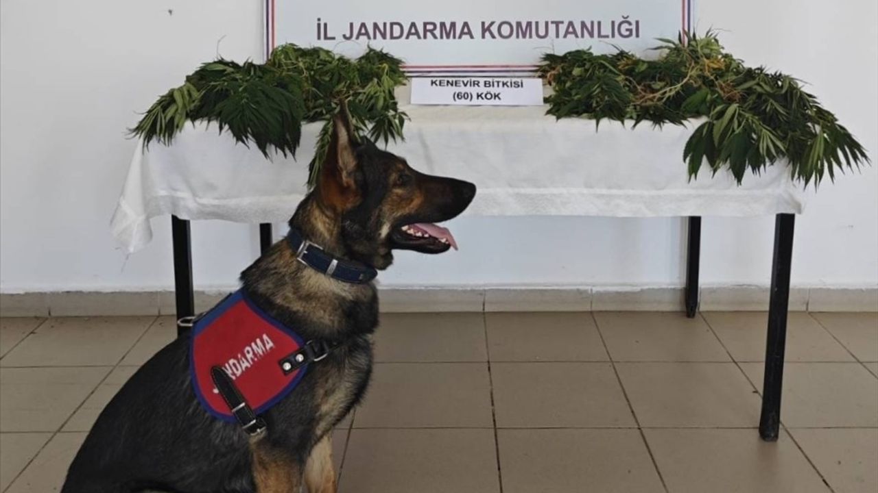 Yalova'da Yasa Dışı Kenevir Ekimi: Zanlı Tutuklandı