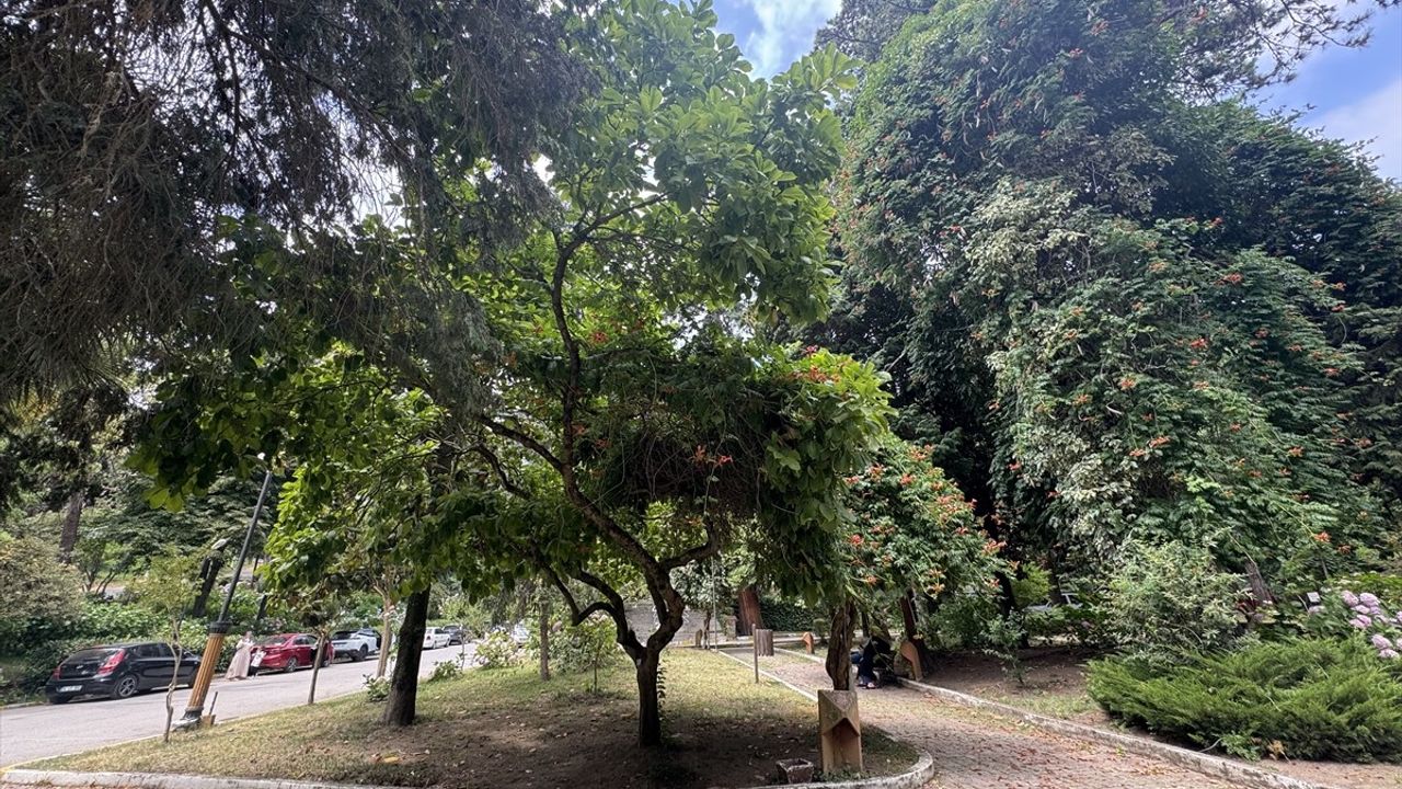 Yalova'daki İlk Arboretum: Atatürk Arboretumu