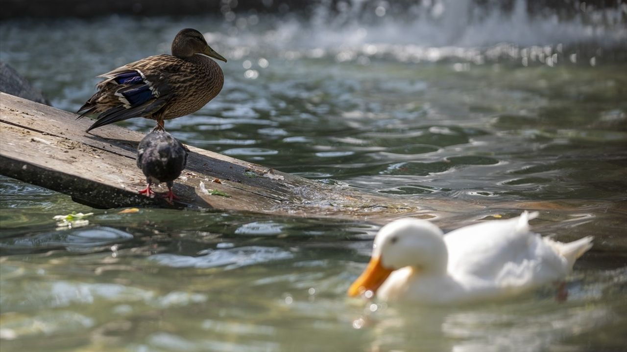 Yaralı Ördek Yavrusu Kuğulu Park'a Yerleşti
