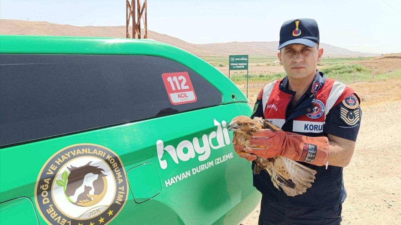Yaralı Şahin Batman'da Jandarma Tarafından Kurtarıldı
