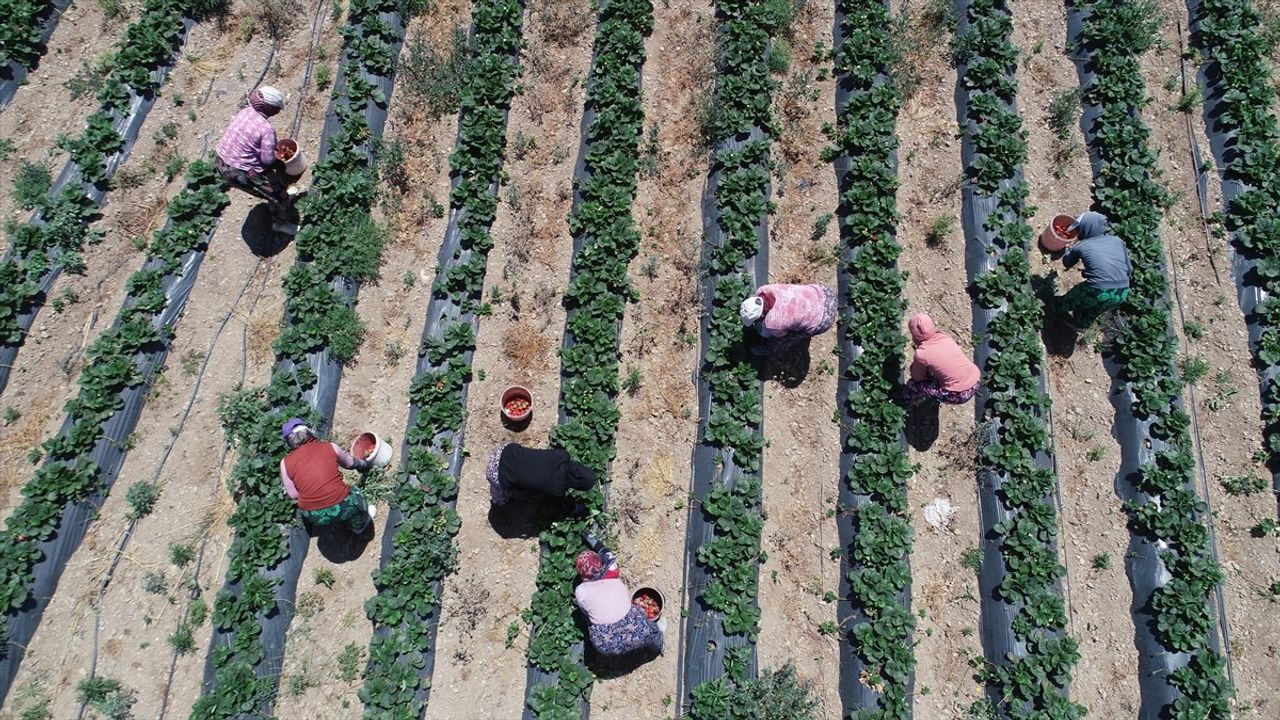 Yenice'de Çilek Hasadı Ailelere Geçim Kaynağı Oluyor
