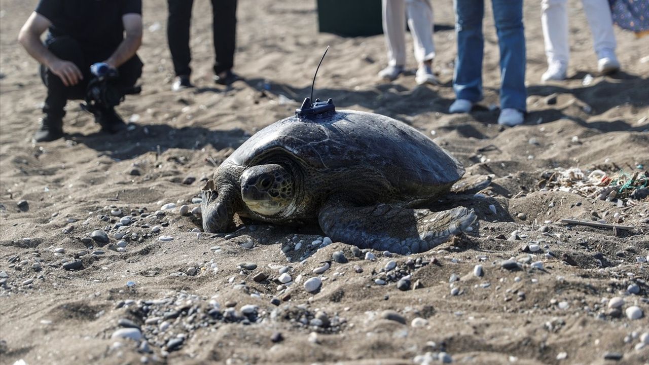 Yeşil Deniz Kaplumbağası 'Alata' Denize Bırakıldı