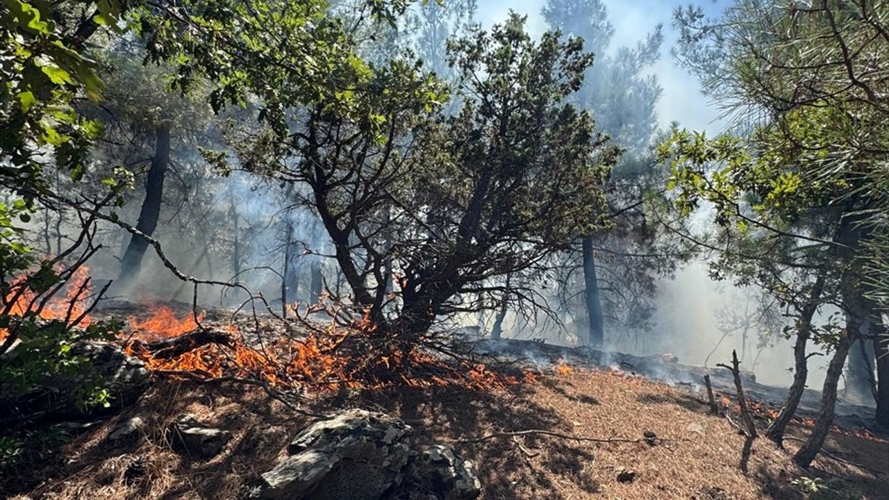 Adana Feke'de Orman Yangını: Müdahale Devam Ediyor