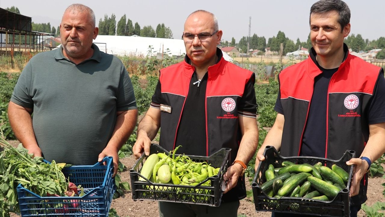 Ağrı'da Devlet Destekli Sebze Hasadı Yapıldı