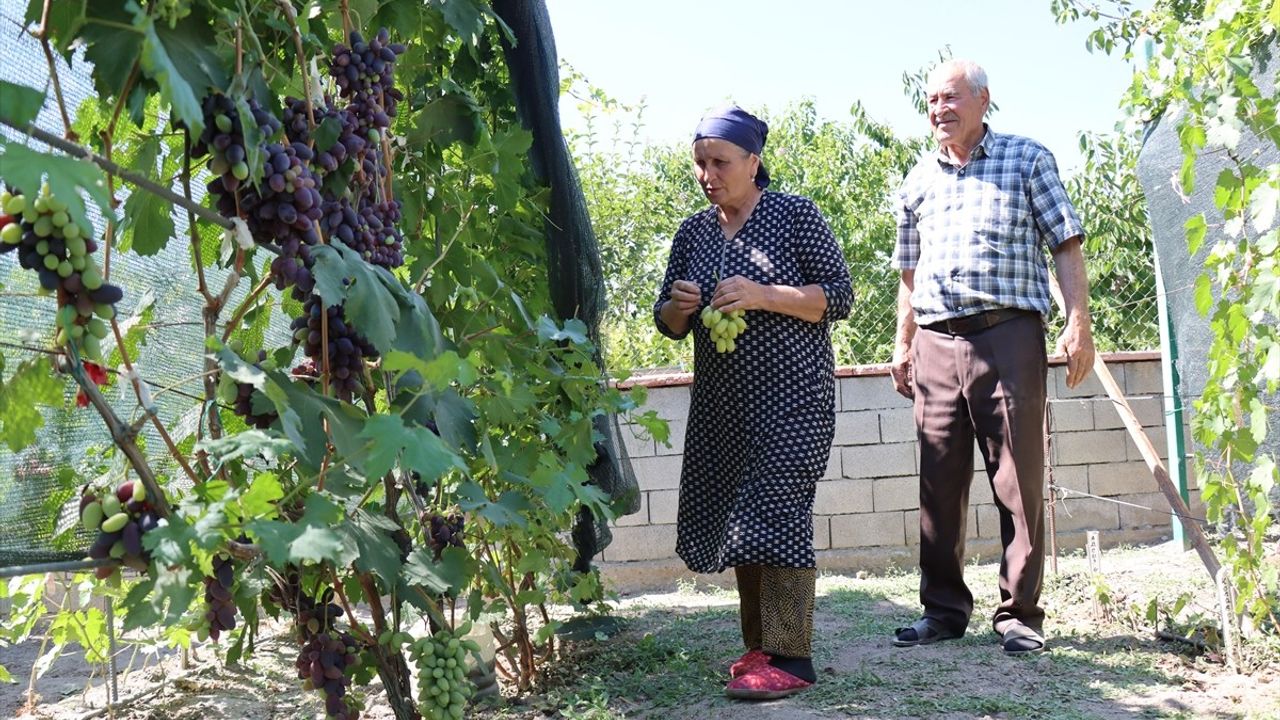 Ahıska Türkü Çiftin Üzüm Yetiştirme Başarısı