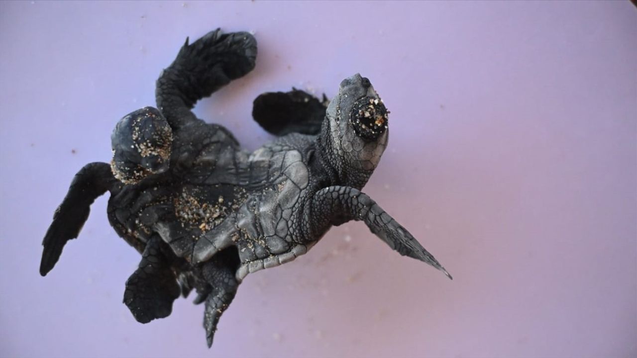 Antalya'da Nadir Görülen Siyam İkizi Caretta Caretta Keşfedildi