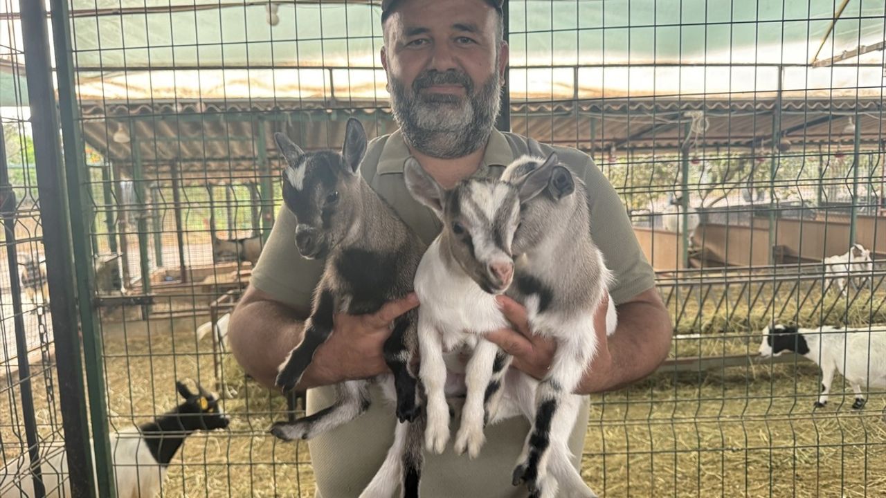 Antalya'da Poşetli Keçi Sürüyü Korkuttu