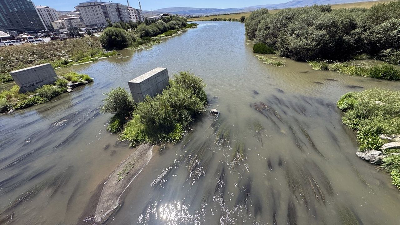 Ardahan'daki Kura Nehri'nde Sıcakların Etkisiyle Yosun Oluşumu