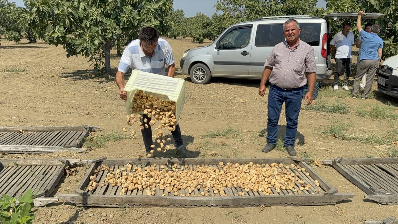 Aydın'da Kuru İncir Sezonu Başladı