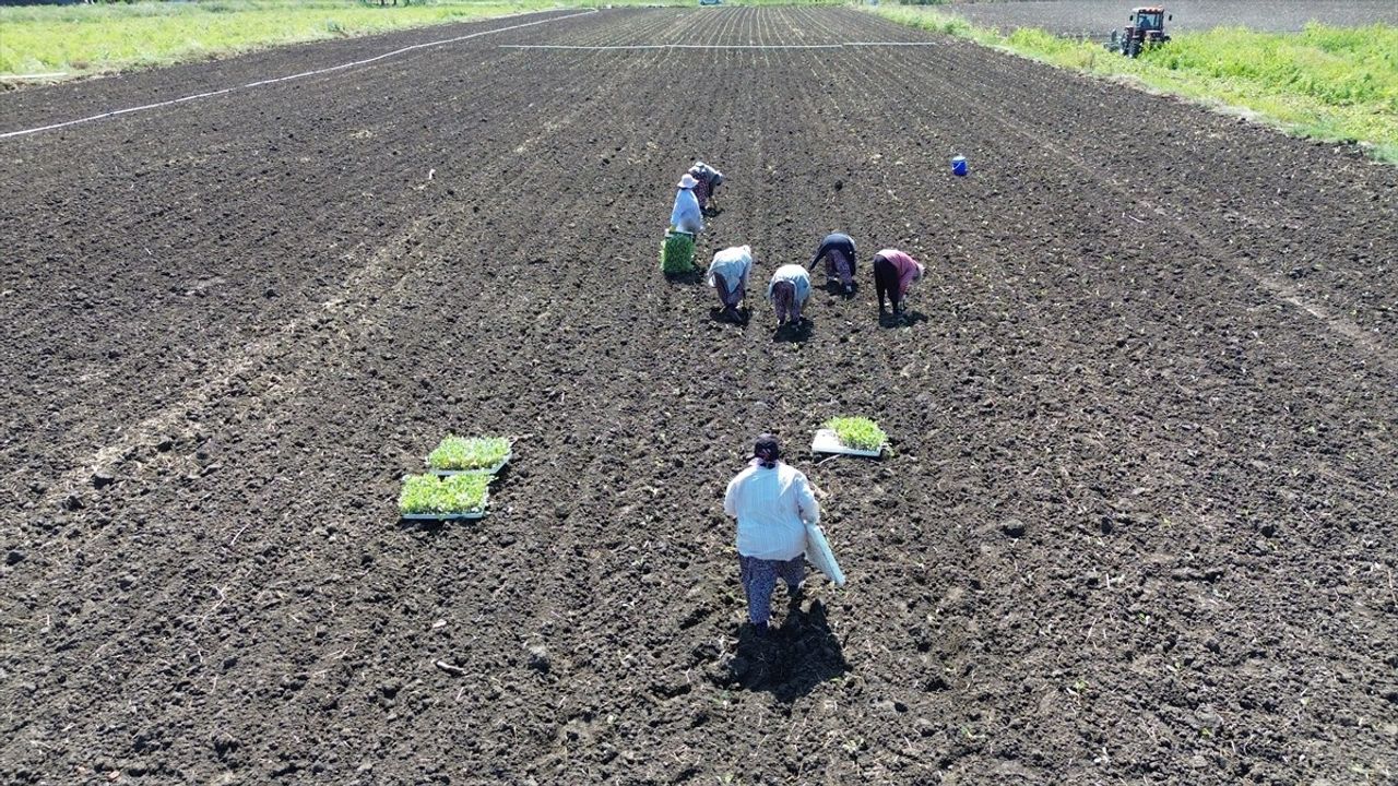 Bafra Ovası'nda Kışlık Sebze Fidesi Dikimi Başladı