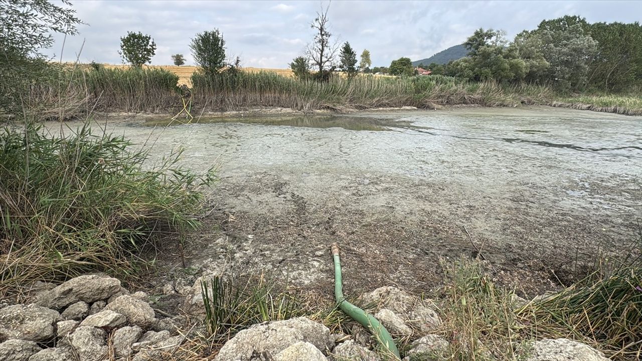 Bolu'da Balık Ölümleri Üzerine İnceleme Başlatıldı