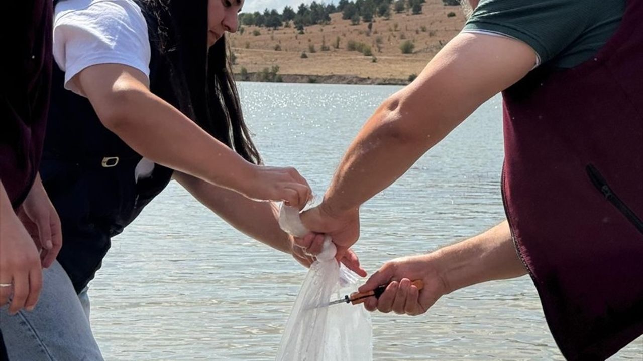Bozoğlu Göleti ve Akhasan Barajı'nda 320 Bin Sazan Yavrusu Salındı