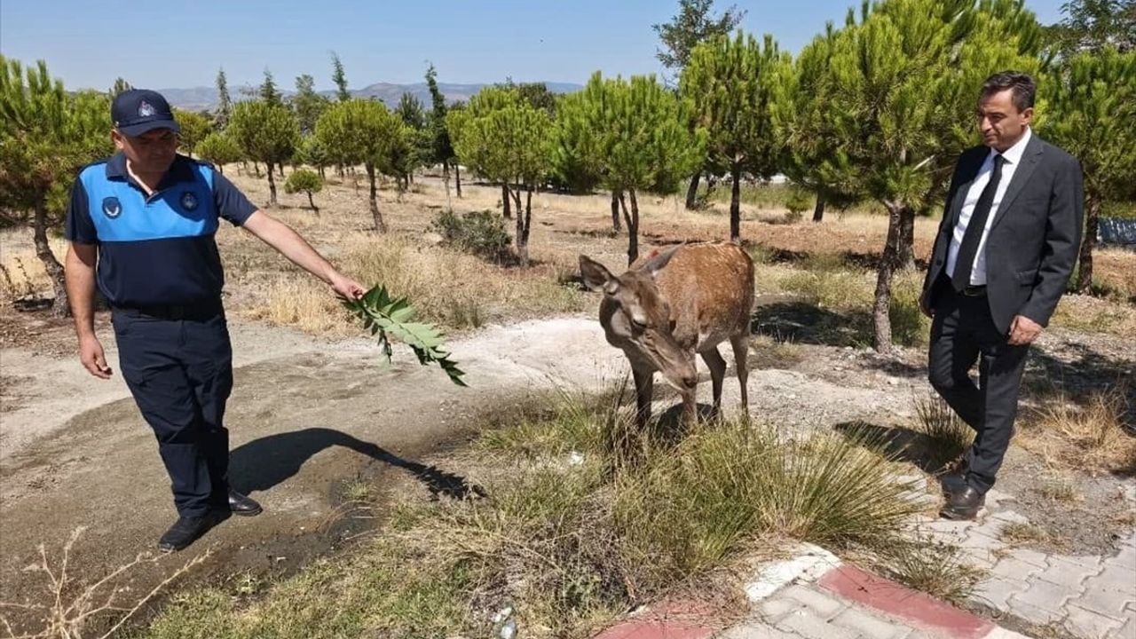 Burdur'da Geyikler Salda Gölü'ne İndi
