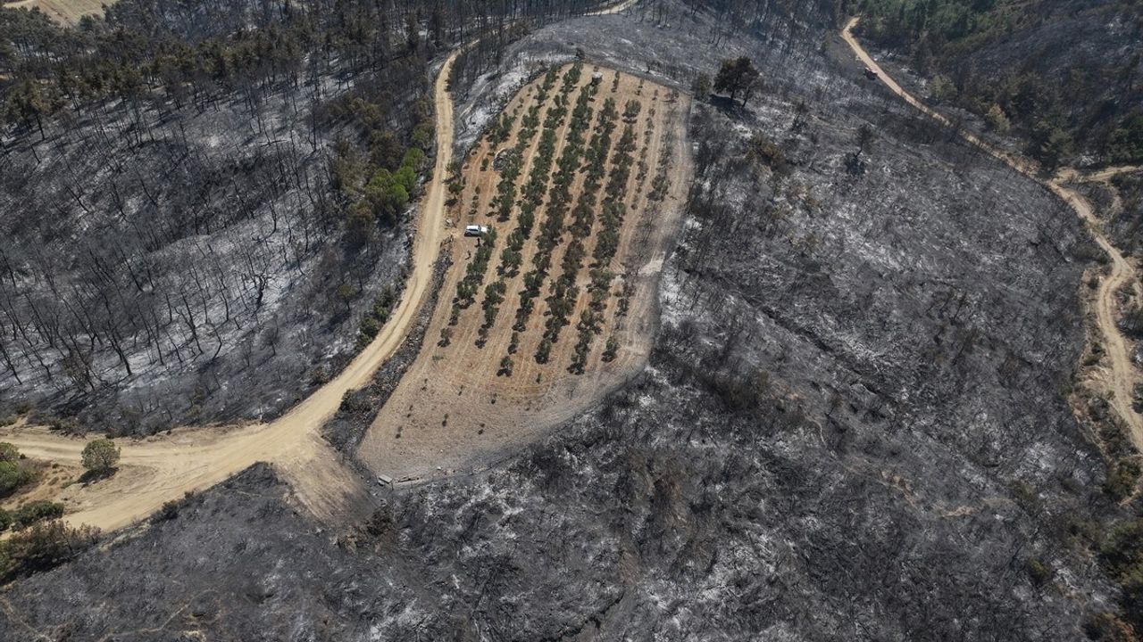 Çanakkale'de Yangın Teğet Geçti: Zeytinlik Korundu