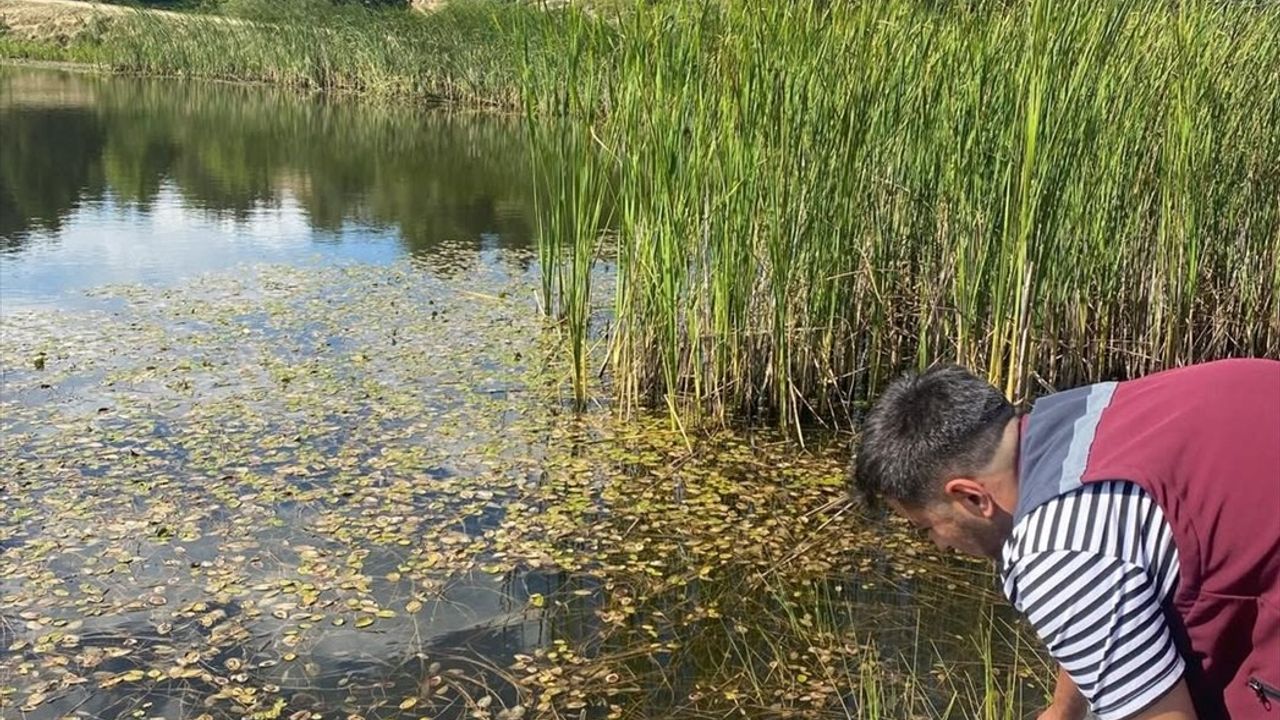 Çankırı'da 626 Bin Sazan Yavrusu Göletlere Bırakıldı