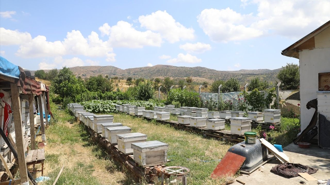 Çubuk'ta Çiçek Balı Hasadı Başladı