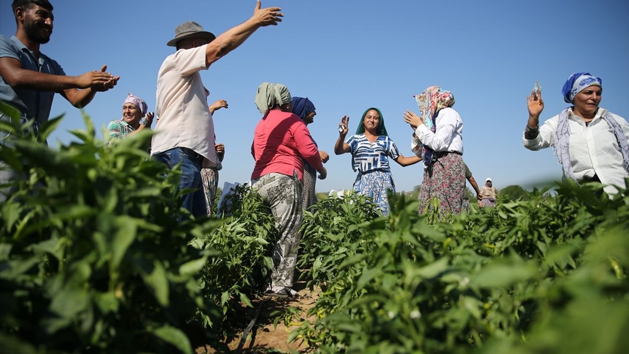 Edirne'de Karaağaç Acı Biberinde Hasat Başladı