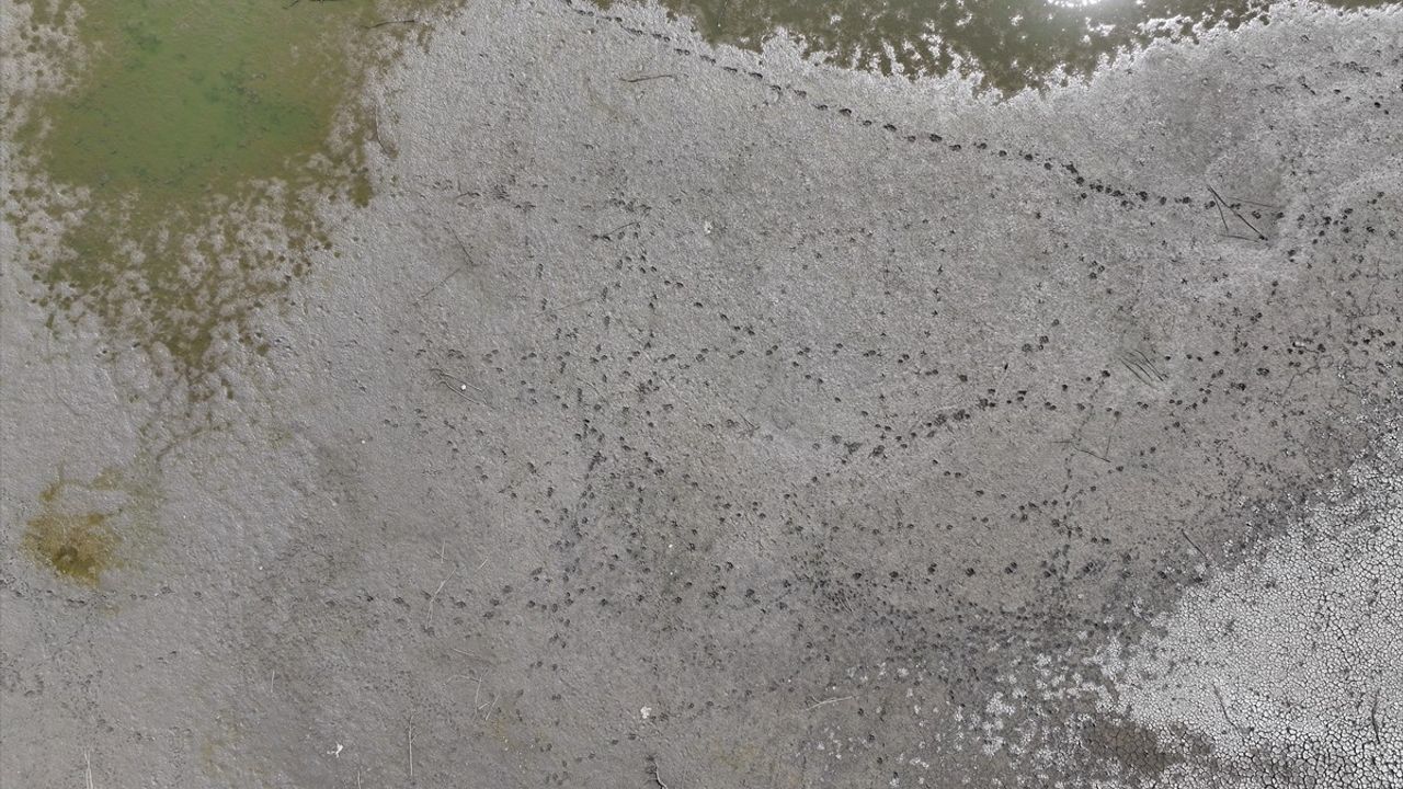 Edirne'deki Korucuköy Göleti Kuruyor