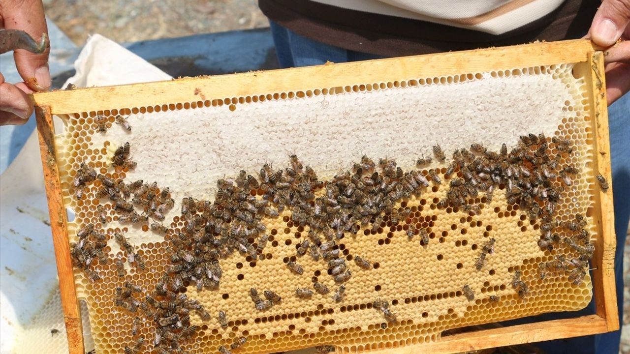 Erzincan'da Geven Balı Hasadı Başladı
