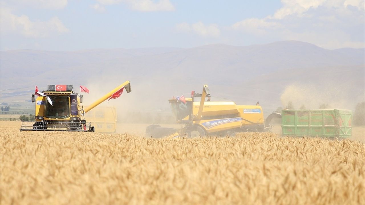 Erzurum'da Susuz Tarım ile Alturna Buğdayı Hasadı Başladı