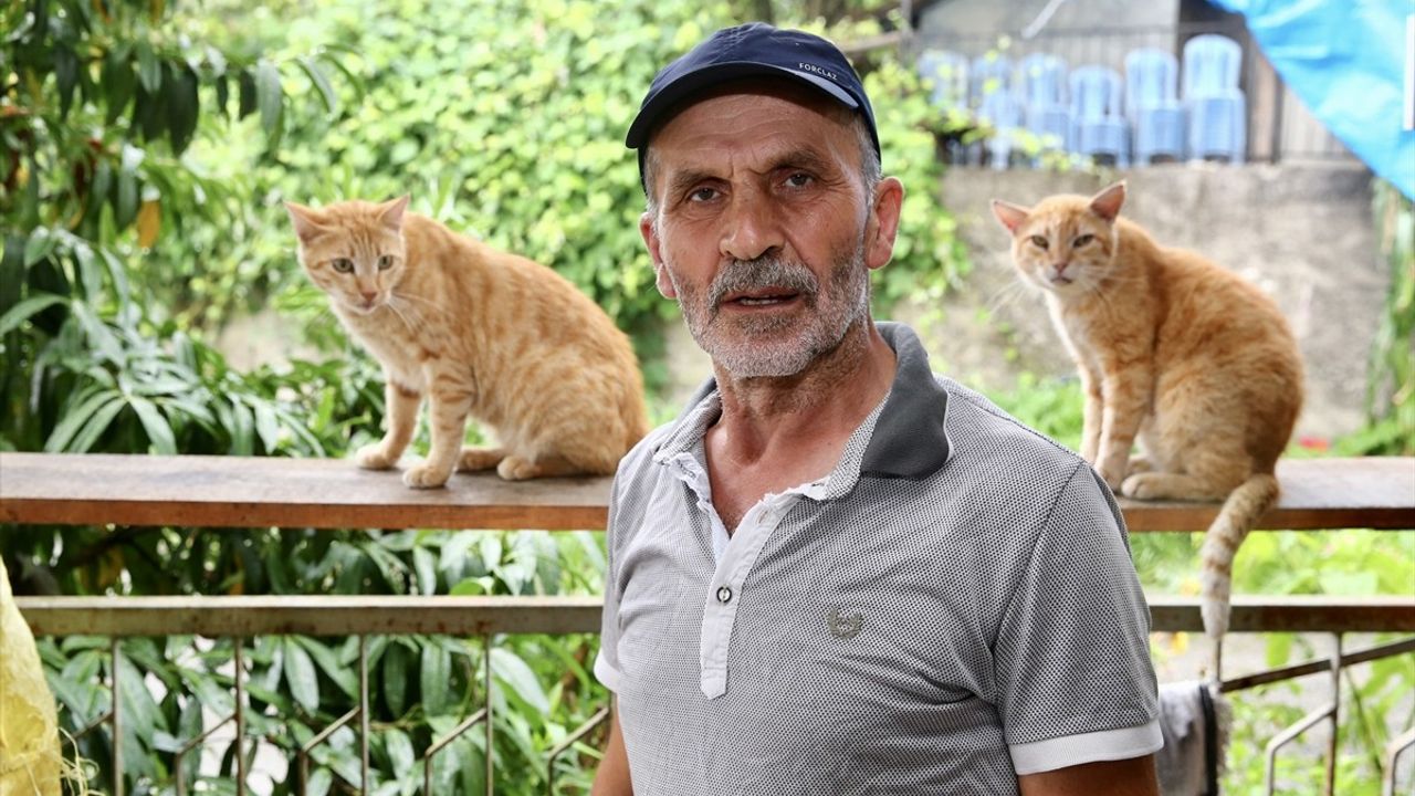 Giresun'da Kedilere Umut Oluyor: Temel Sezer'in Hikayesi