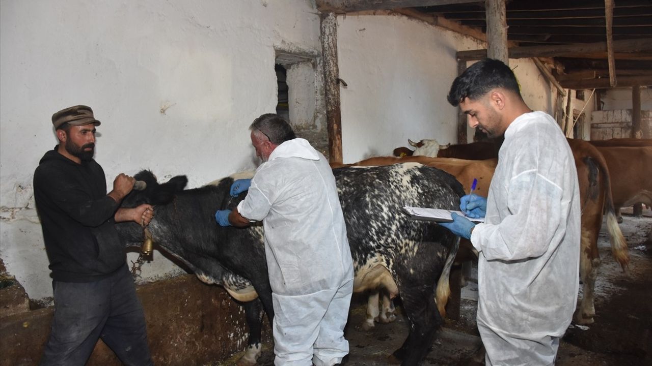 Gümüşhane'de Şap Hastalığıyla Mücadele Devam Ediyor