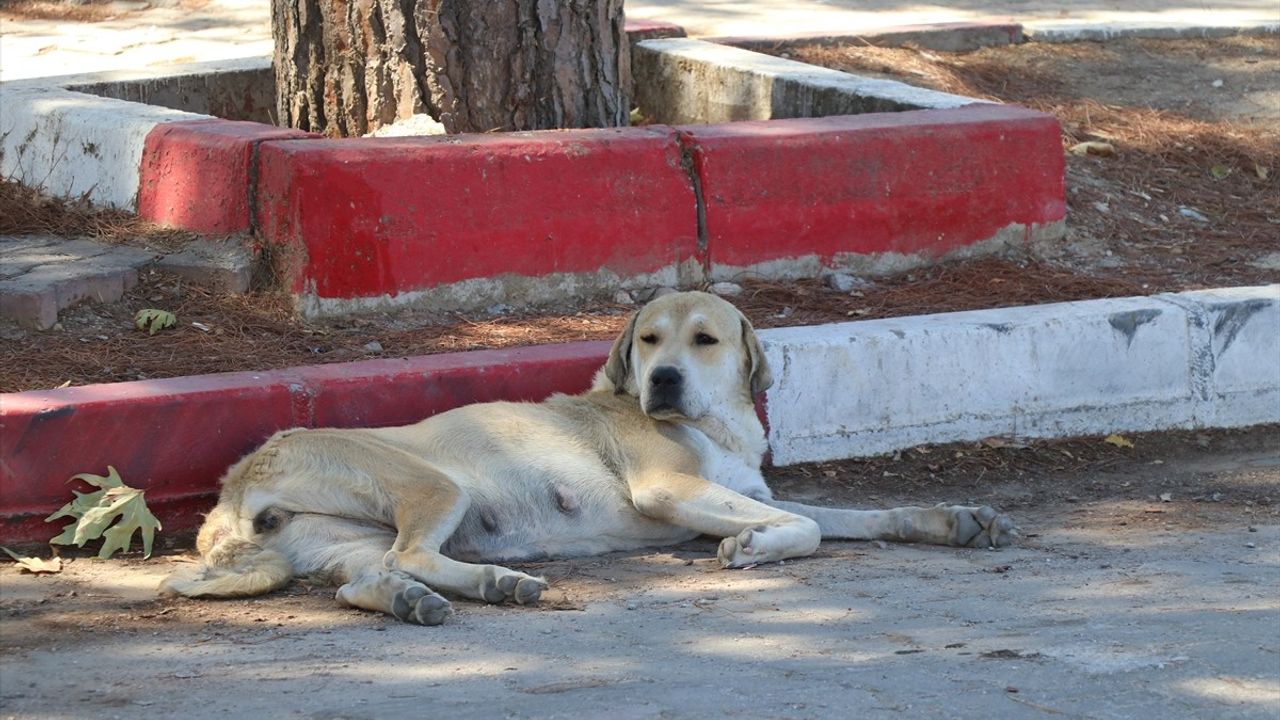 İzmir'de Sahipsiz Köpeklerden Kaçarken Kazada Hayatını Kaybeden Kadın