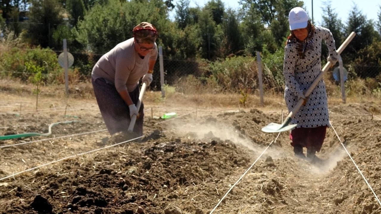 Karabük'te Safran Ekim Sezonu Başladı