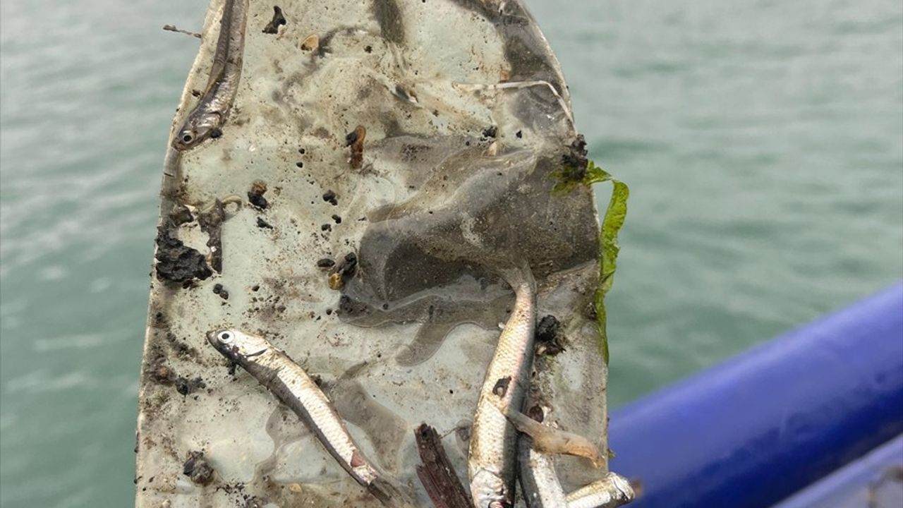 Karadeniz'de Balık Türlerinde Mikroplastik Araştırması