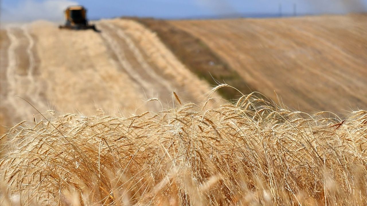 Kars'ta Buğday Hasadı Son Aşamasında