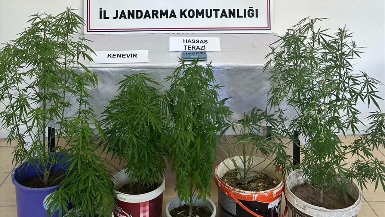 Kayseri'de Kenevir Yetiştiren Şüpheli Gözaltında